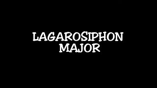 Lagarosiphon major - omówienie