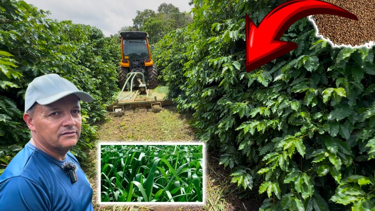 AVANÇO NA CAFEICULTURA TECNOLOGIA QUE VAI MELHORAR SEU SOLO