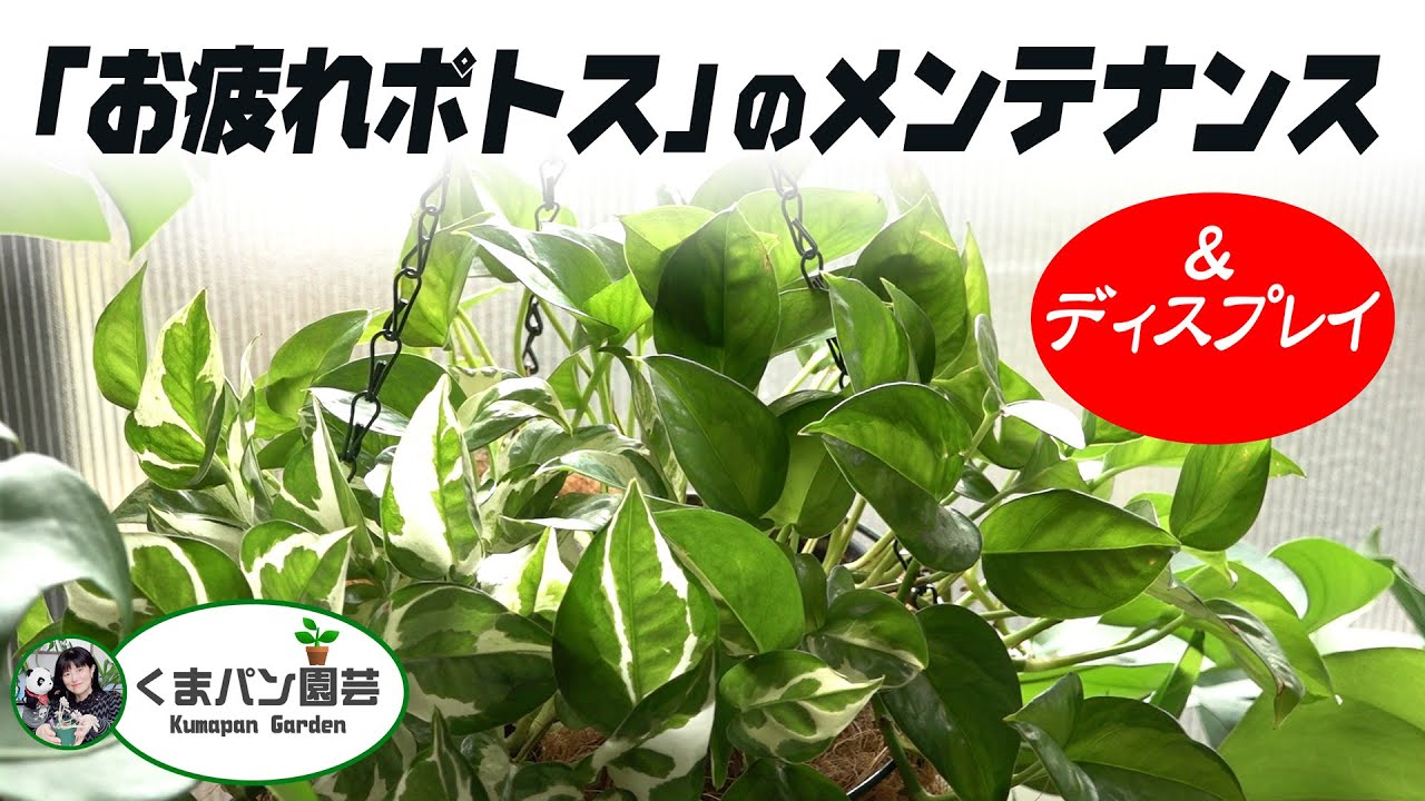 多肉植物 子宝弁慶草のお話 育て方 増やし方 くまパン園芸 Youtube