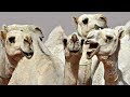 Ботокс запрещён: 12 саудовских верблюдов не пустили на конкурс красоты