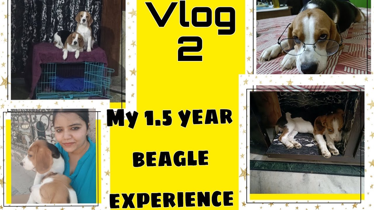 My 1.5 years experience with beagles Q and A Beagle dog Habits and Routine dog beagle 