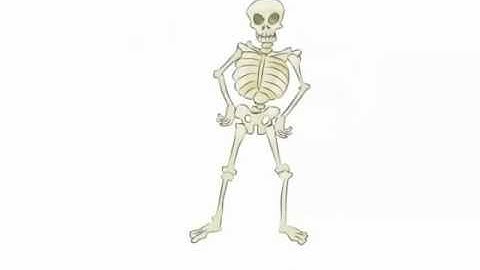 El Esqueleto en 3D