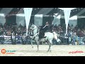 جميل ابن جميل والمعلم وائل شهبور مركز اول مهرجان البحيرة لادب الخيل 2023 
