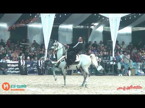 جميل ابن جميل والمعلم وائل شهبور مركز اول مهرجان البحيرة لادب الخيل 2023 