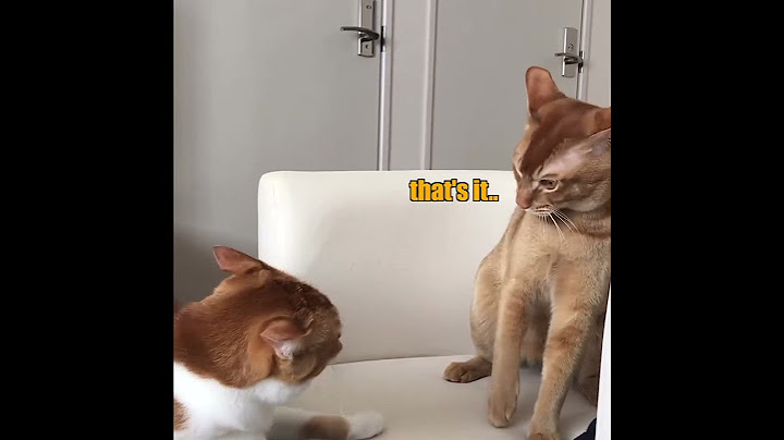 23 Slap Cat