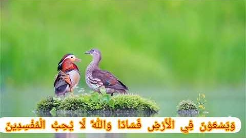 ماتيسر من سورة المائدة {41 حتى81} للشيخ ماهر المعيقلي (مقام الصبا)