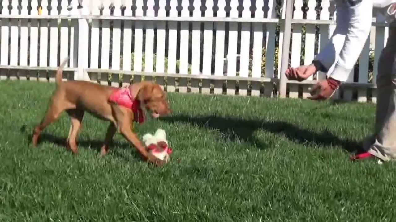 fully trained vizsla for sale