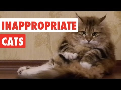 inappropriate-cats-|-funny-cat-video-compilation-2017