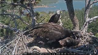 Three fish and a twig, Sandy and Luna learn 04.06.2026 @FOBBVCAM