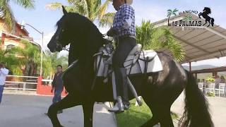 Cabalgata Taxco 2017 Rancho las Palmas
