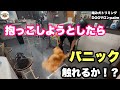 【初来店】臆病で噛みつきサロンでもなかなか受け入れてもらえず