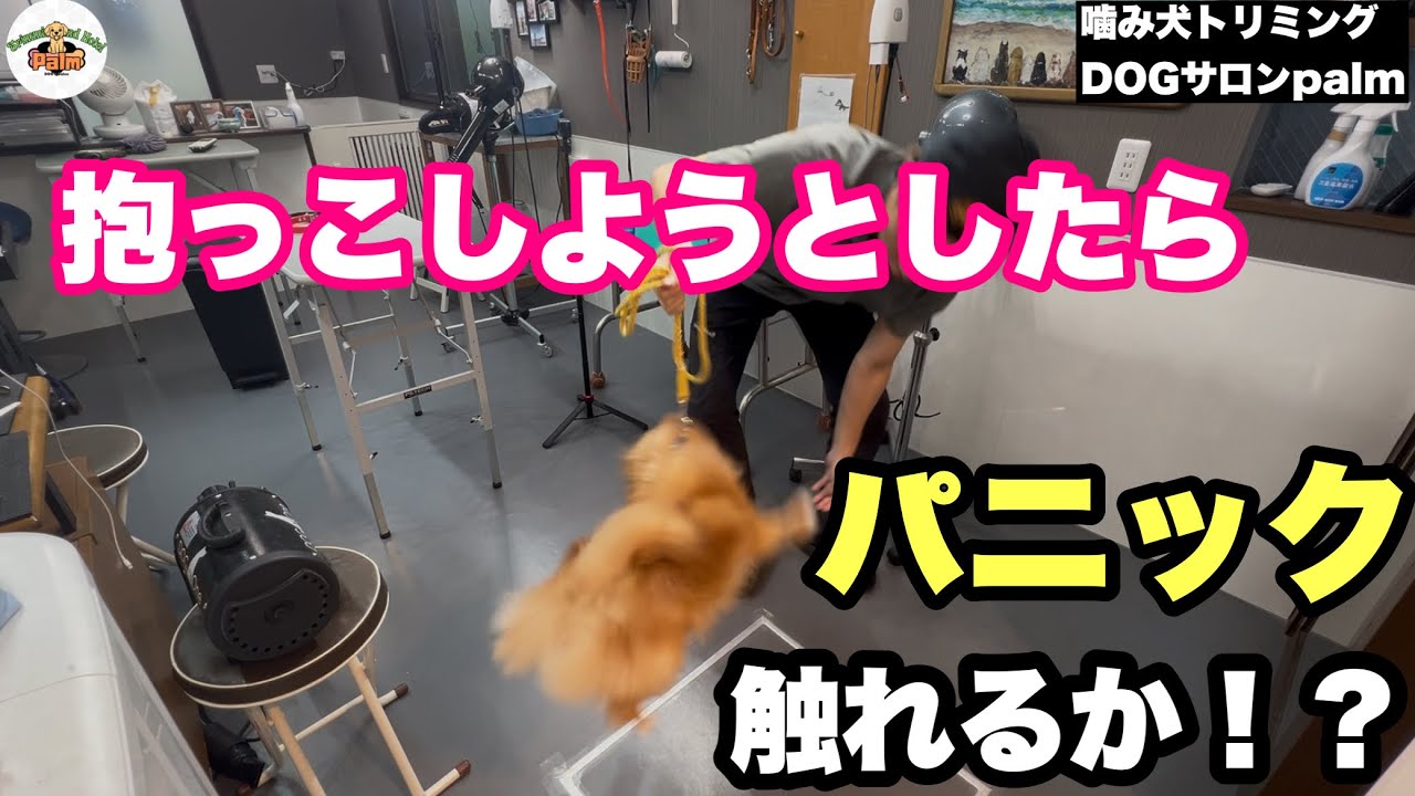 【初来店】臆病で噛みつきサロンでもなかなか受け入れてもらえず