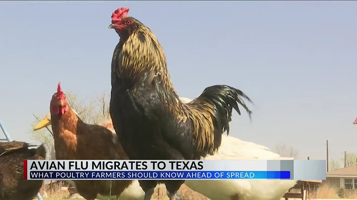 Bird flu migrates to Texas for first time in state's history