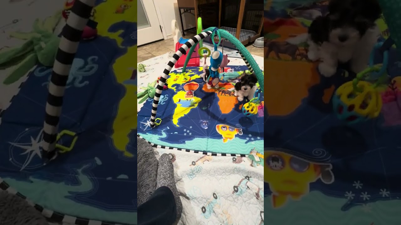 Uno and Squishy’s litter… 9 weeks old AKC Biewer Terriers  