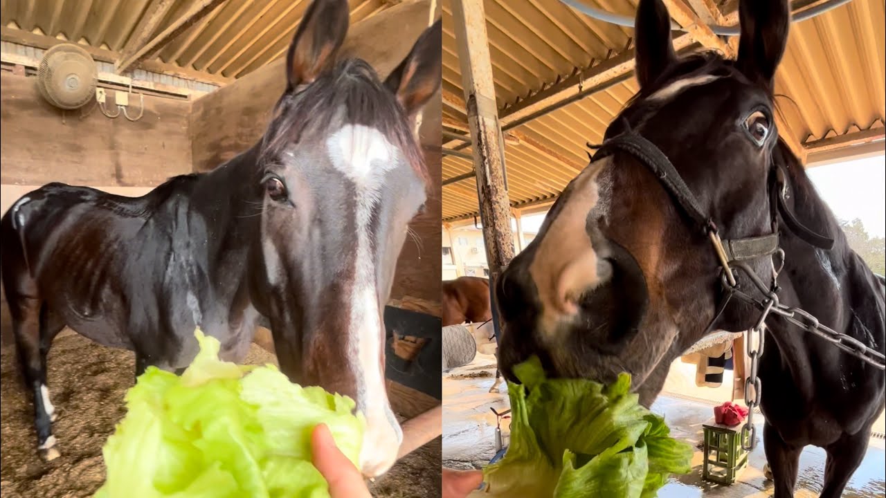 🥬🐴レタス食いむしる馬ちゃんHorses Eating the lettuce馬在吃哈生菜 20231028 YouTube