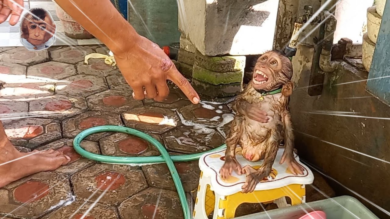 practice the discipline of the mickey monkey in bathing every day #mokimonkey #cutemonkey #monyet