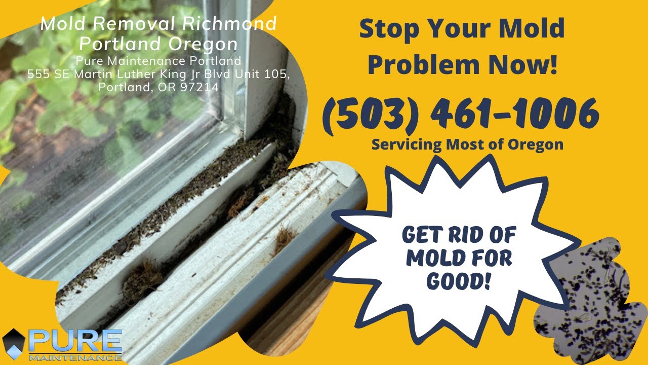 Mold Removal Richmond Portland Oregon - Pure Maintenance Portland - 503-461-1006