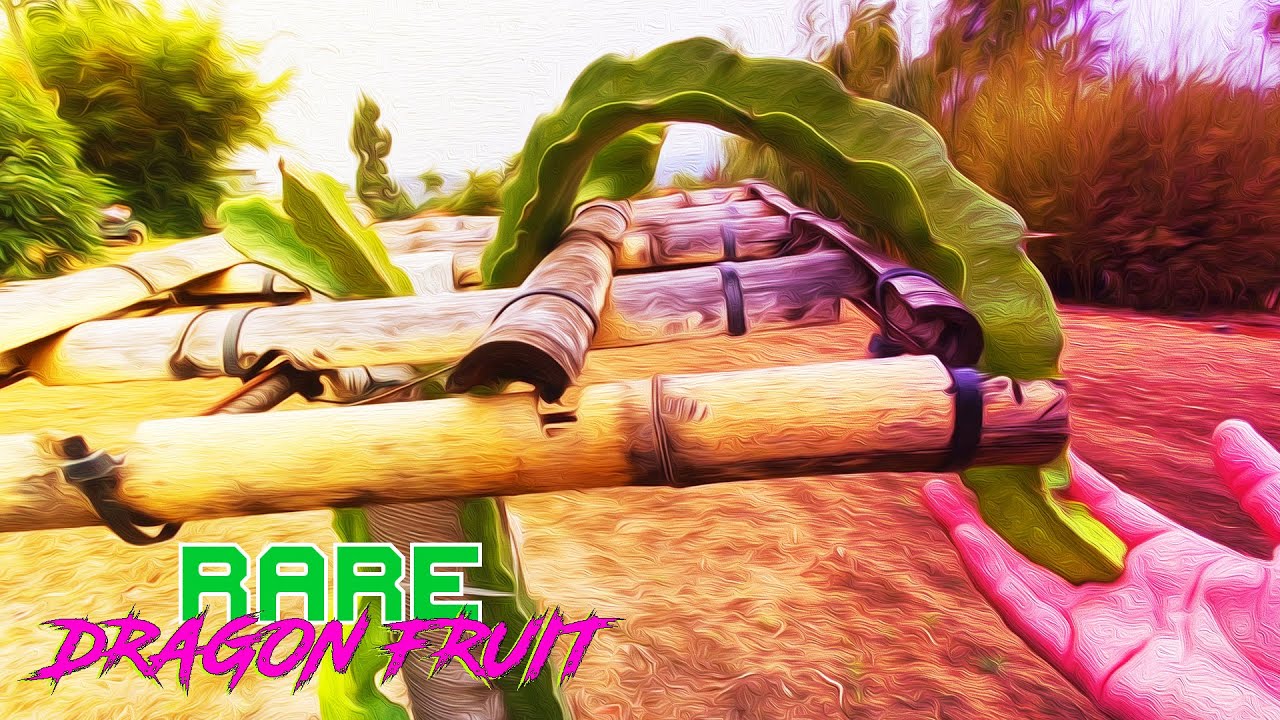 Paul Thomson DRAGON FRUIT SEEDLING TOUR / Part 1 ( Delight, Dark Star, Sugar Dragon )