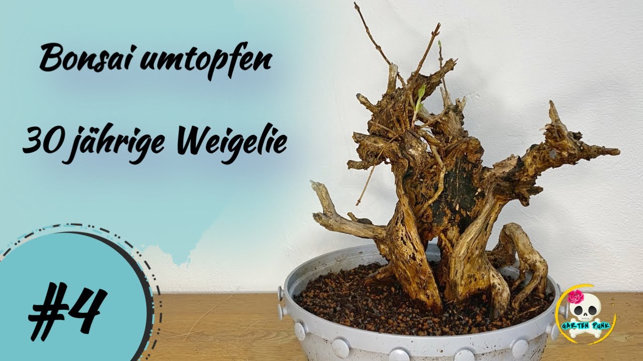 Bonsai umtopfen ( Weigelie umtopfen ) Ein Update meiner Weigelie YouTube