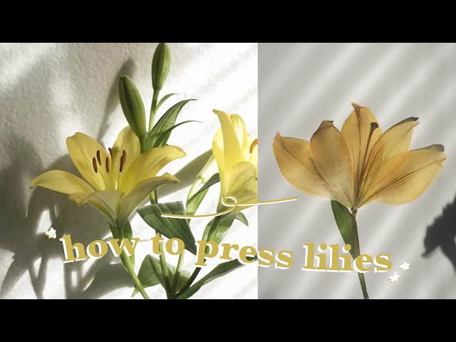 How to press lilies (2 easy methods), The flower of purity