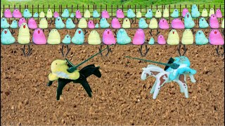 Peeps Jousting