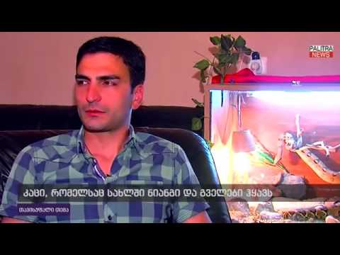 კაცი, რომელსაც სახლში ნიანგი