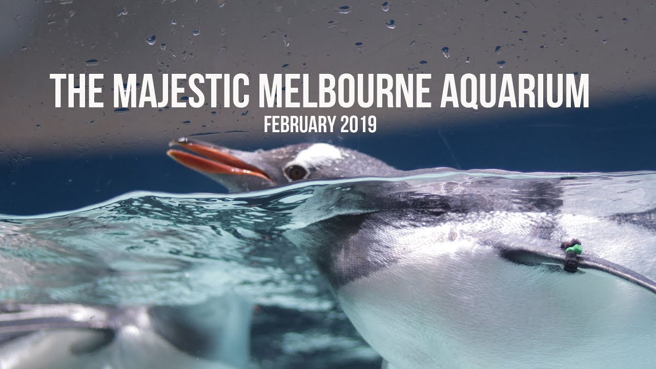 the wonderfully majestic Melbourne aquarium