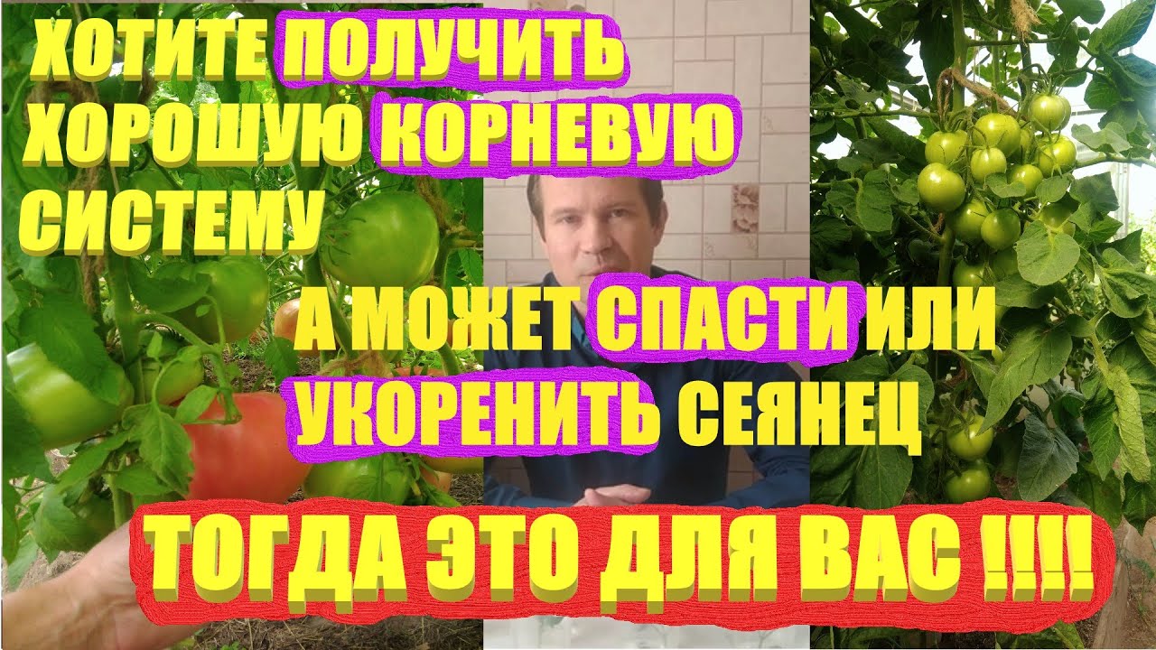 Как правильно подкормить рассаду помидор янтарной кислотой. Янтарная кислота для помидор. Как подкормить помидоры янтарной кислотой. Янтарная кислота для томатов в открытом грунте. Подкормка рассады гуматом калия и эпином.