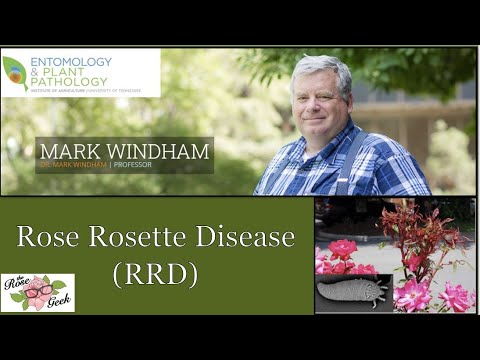 Video: Rose Rosette Disease - Wie man Hexenbesen auf Rosen behandelt