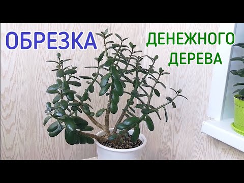 Обрезка денежного дерева (толстянки).