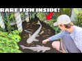 Rare Fish Found LIVING In BLACK MUD POND 