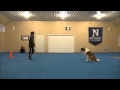 Maisie (St. Bernard) Boot Camp Dog Training Video