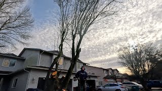 Satisfying Cherry Tree Removal & Tree Limbing! Stihl MS-271 & Stihl KM-111 by Golovin Property Services 459 views 4 months ago 7 minutes, 16 seconds