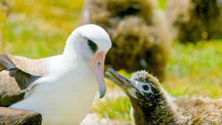 The World's Oldest Known Bird | Earth's Tropical Islands | BBC Earth