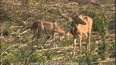 Spotted deer grazing in the field-Jim Corbett National Park