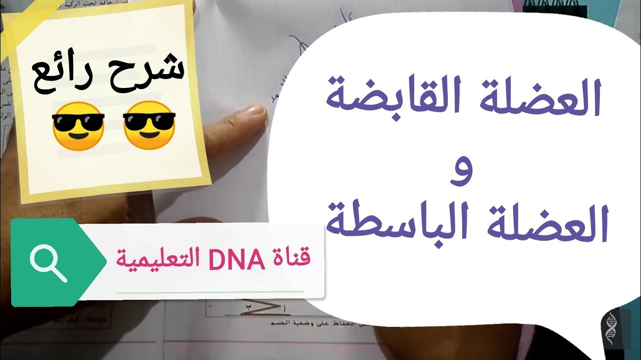 العضلة القابضة و الباسطة