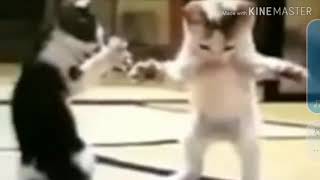 قطة تغني وترقص جوني جوني يس بابا