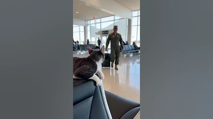 Video 11905741: devon rex, furry, talking, cat