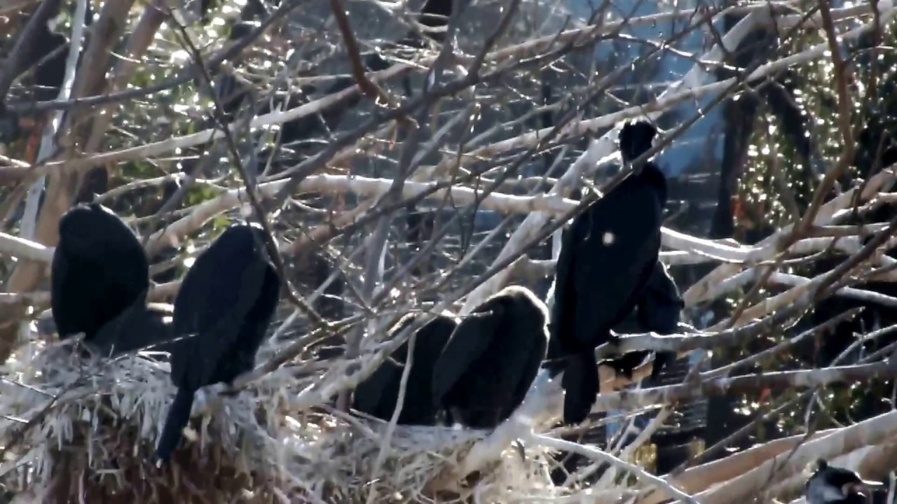 kawaii emoticons Great Cormorant. Ueno's Shinobazu Pond.カワウ。上野の不忍池。