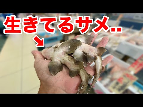 スーパーの店長さんがサメくれたのでペットにする