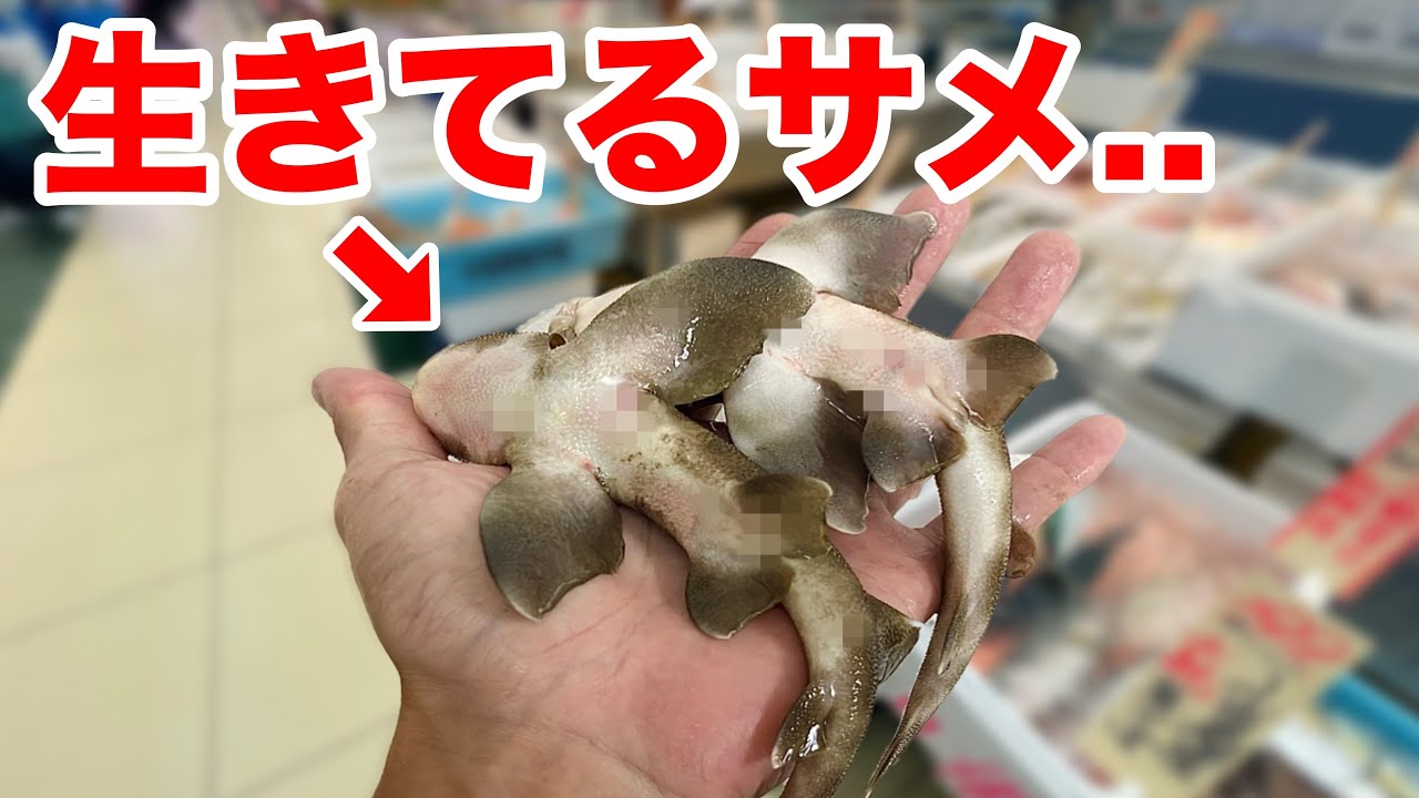 スーパーの店長さんがサメくれたのでペットにする