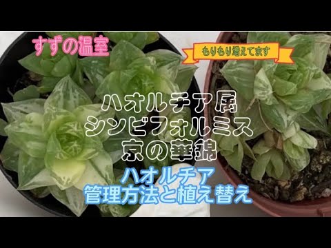 No 18 多肉植物 シンビフォルミス 京の華錦 管理方法 と 植え替え もりもり増えました Youtube No 18 多肉植物 シンビフォルミス 京の華錦 管理方法 と 植え替え もりもり増えました Youtube