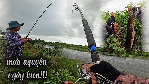 Trời vừa bớt mưa hai anh em tranh thủ đi câu liền l Câu rê cá lóc đồng bằng nhái thật
