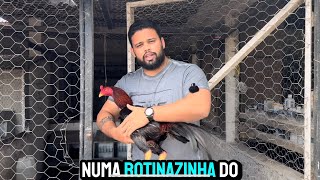 Cuidado Do Galo Mura - Manejo E Reprodução Cruza