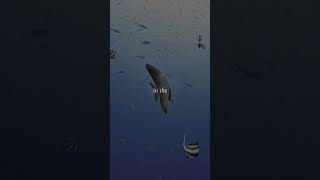 export 1730403600106