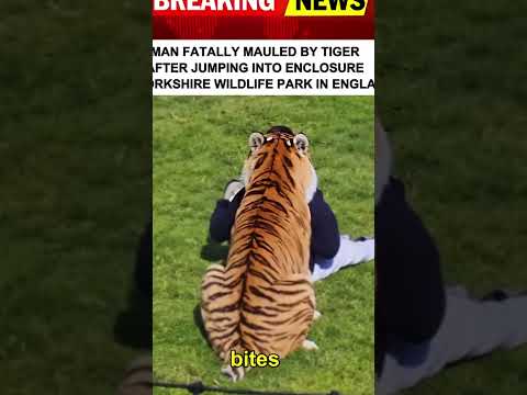 Was sind die Red Tiger Highlights bei Iris?