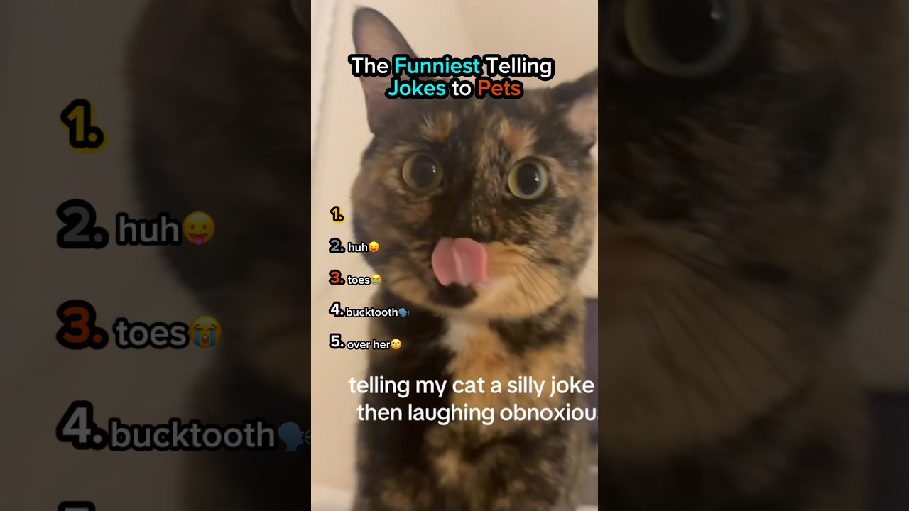 Самые смешные шутки, которые можно рассказать питомцам🤣