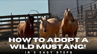 Adopt your First WILD Mustang In 3 EASY Steps! 