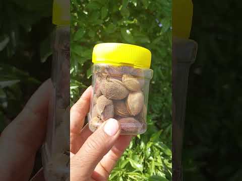 آفت زنبور مغزخوار بادام و زمان مبارزه