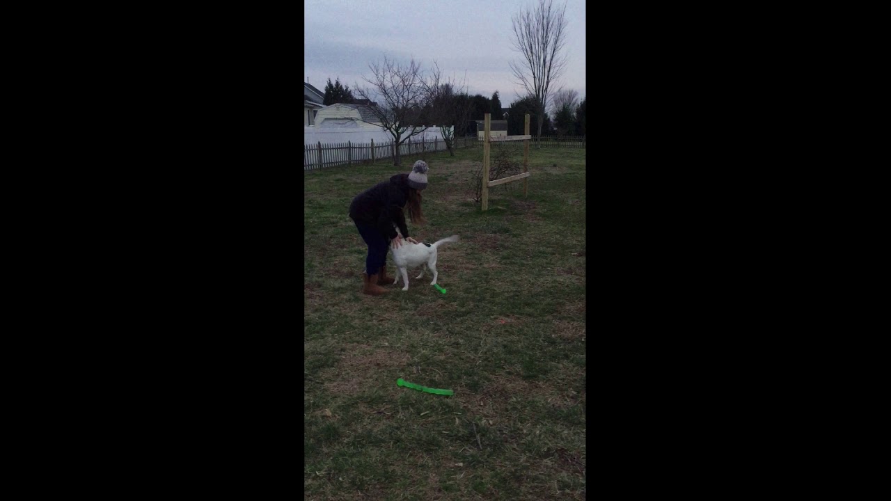 Dogs play with KONG SAFESTIX outside - YouTube